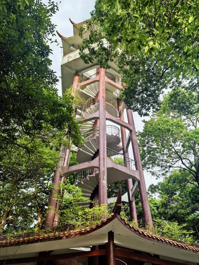 林海秘境・三明格氏栲國家森林公園的原始之美 林海秘境・三明格氏栲國家森林公園的原始之美