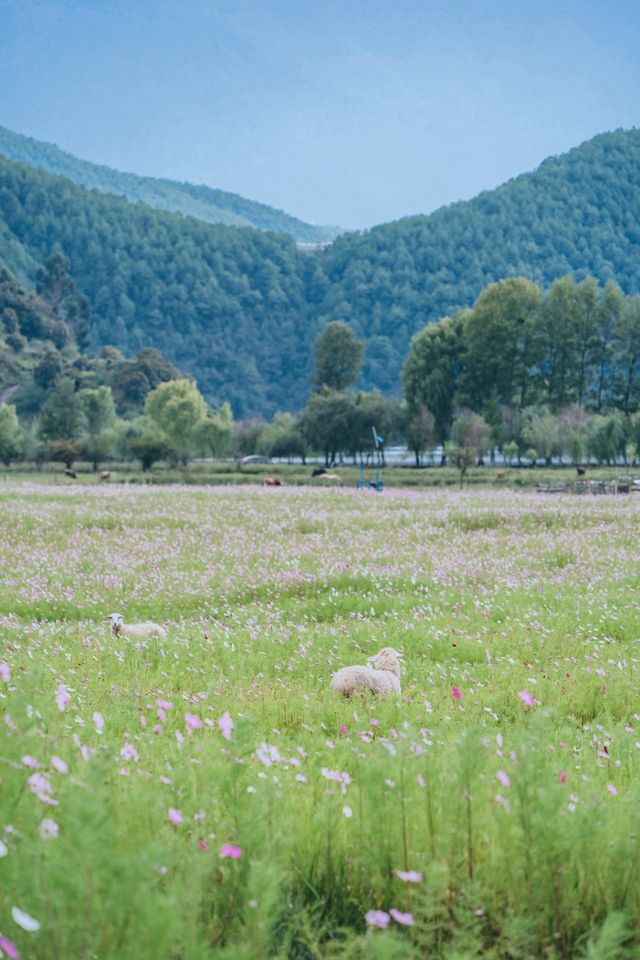 瀘沽湖絕美民宿安下山與！！