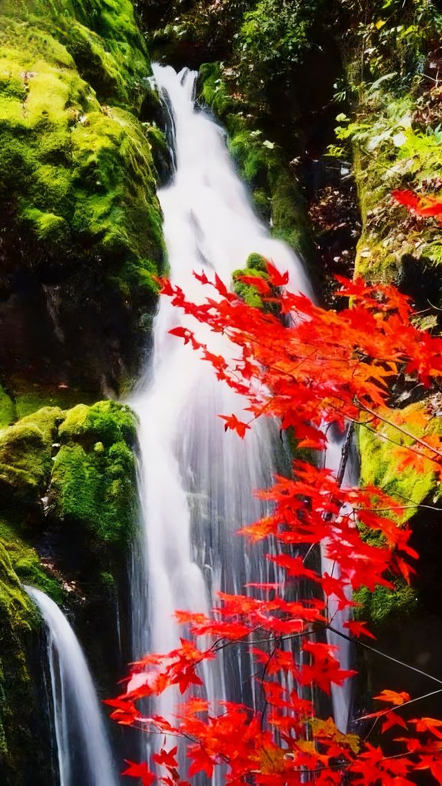 秦嶺之秋的 天花板 秦嶺之秋的 天花板