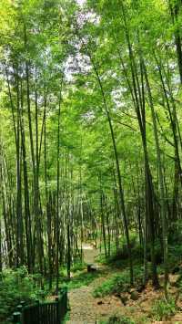 永川茶山竹海真絕了重慶人私藏的避暑秘境