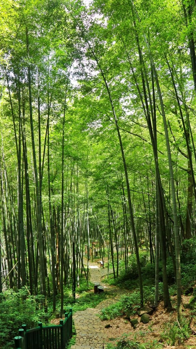 永川茶山竹海真絕了重慶人私藏的避暑秘境