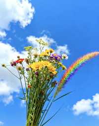 義烏絕美向日葵花海打卡指南｜攝影聖地yyds