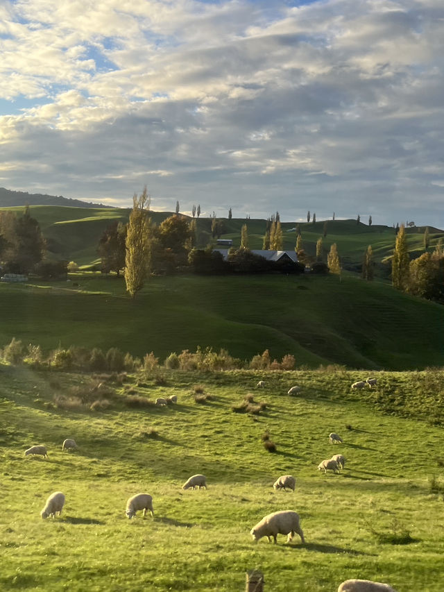 🇳🇿Green Dragon Inn, Auckland: Where Golden Sunsets Meet Enchanted Gardens! 🌅 