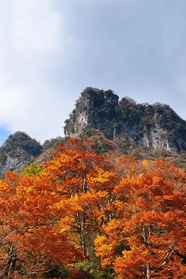 救命光霧山的秋天真的美哭我了