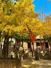 登封秋日漫遊，邂逅紅葉浪漫 