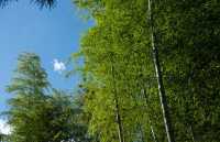 秋日竹林書香的靜謐時光