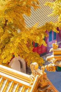 北京出發1小時，去乾隆巡行過的仙山賞秋去