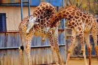 大連森林動物園｜超順路不斷檔遊玩路線+表演全攻略～來囉
