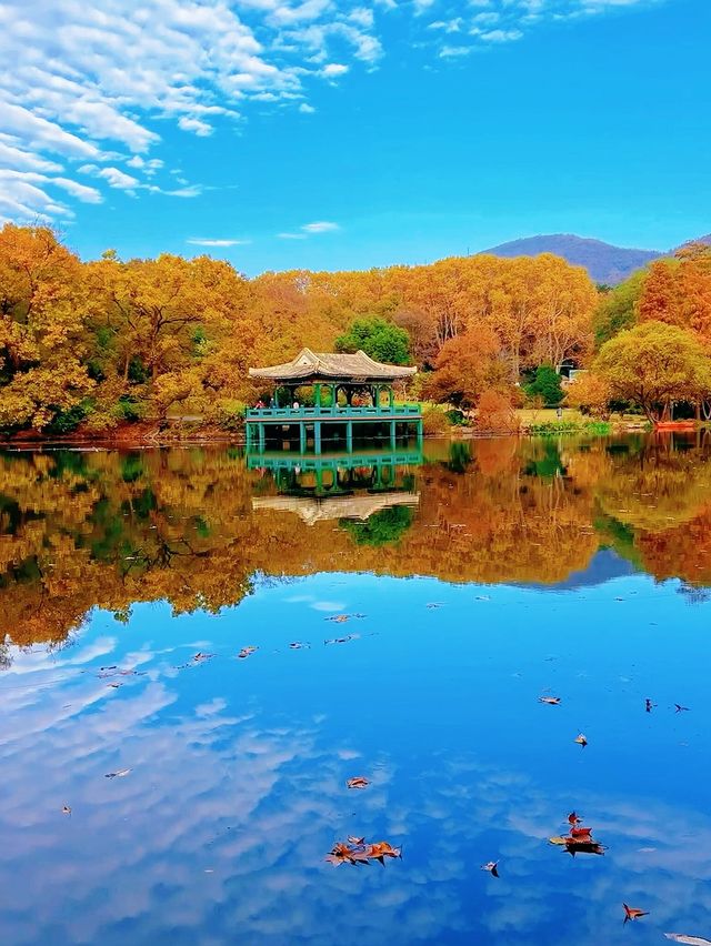 南京賞秋天花板｜附絕美秋景時間表