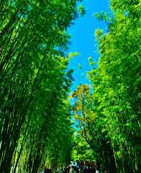 翠湖人好像會在某段時間瘋狂地迷戀上藍天白雲和綠樹