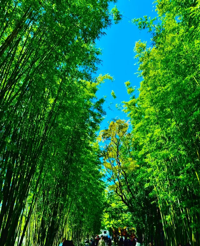 翠湖人好像會在某段時間瘋狂地迷戀上藍天白雲和綠樹