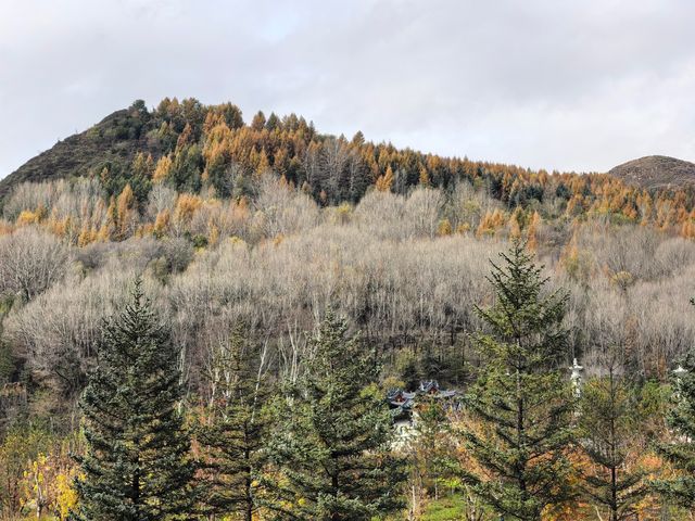五臺山紅葉觀賞