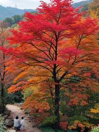 崆峒山秋日童話丨一眼驚豔的紅葉打卡攻略