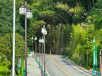 桃花江竹海遊玩攻略：竹知道，你該來浪了！