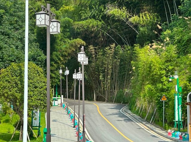 桃花江竹海遊玩攻略：竹知道，你該來浪了！