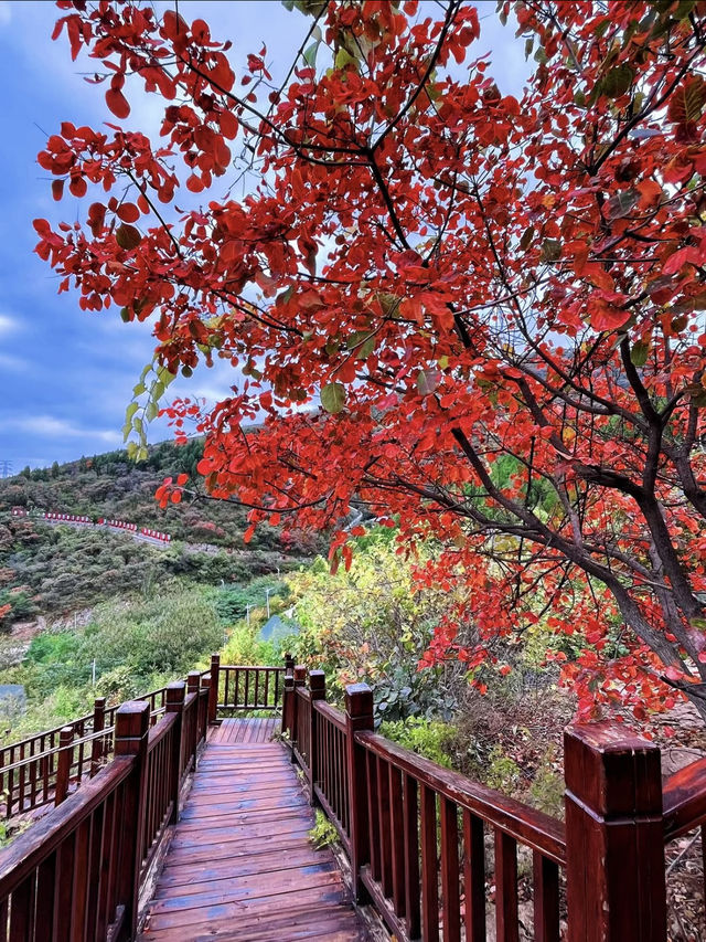 11月博山九龍峪遊玩攻略：萬畝紅葉+網紅玩法，承包秋日浪漫