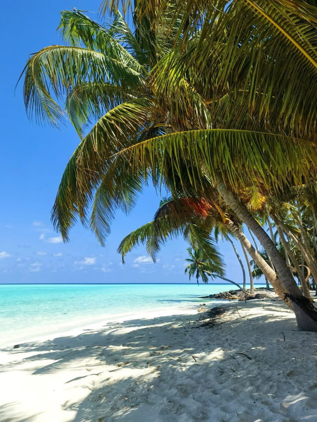 馬爾代夫夢幻海島之旅,7天6晚承包你的碧海藍天! 在這裡每一天都是透明的藍色,光是躺在吊床上看海 馬爾代夫夢幻海島之旅,7天6晚承包你的碧海藍天! 在這裡每一天都是透明的藍色,光是躺在吊床上看海