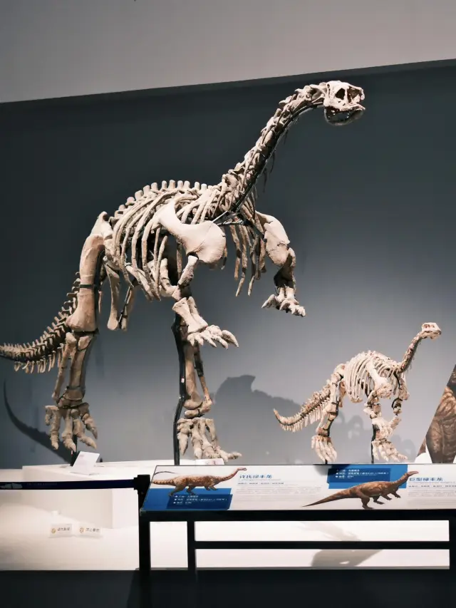Chengdu Natural History Museum: Listen to the Earth's heartbeat among dinosaur skeletons