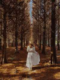 絕美!包場整個落羽松林的韓劇級浪漫