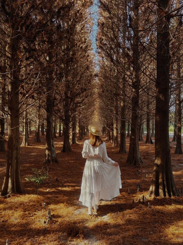 絕美!包場整個落羽松林的韓劇級浪漫 絕美!包場整個落羽松林的韓劇級浪漫