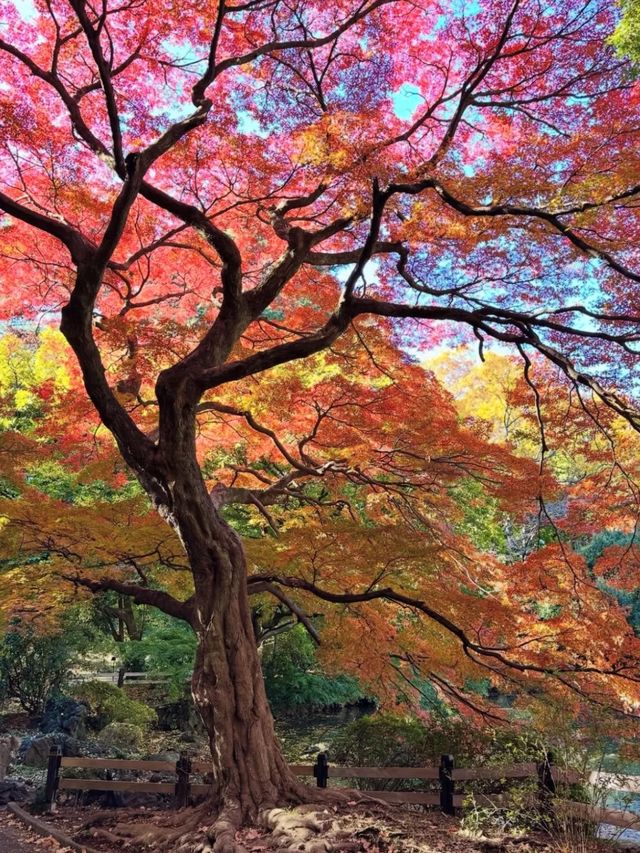 東京周邊8個絕美賞楓之地~