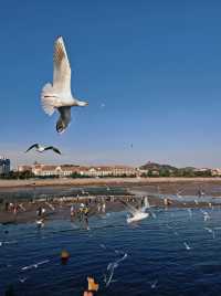 青島·冬日鷗語