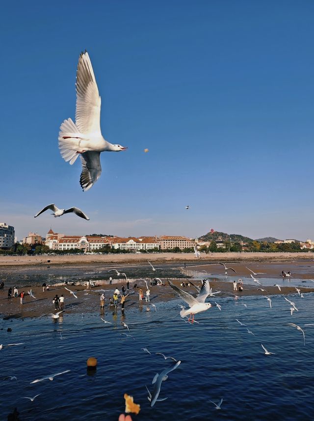 青島·冬日鷗語