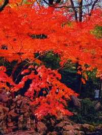 邯鄲賞秋必去地！磁縣天保寨的紅葉讓你美哭