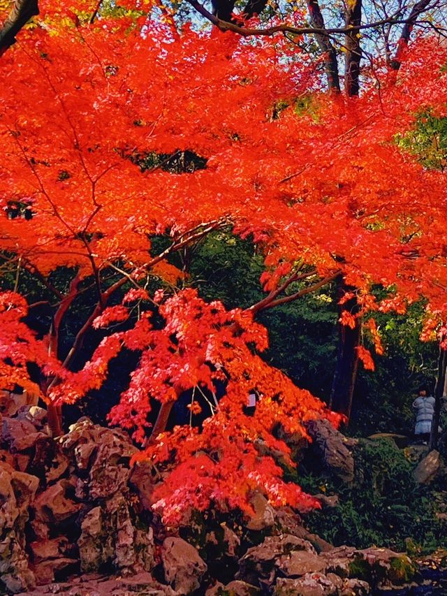 邯鄲賞秋必去地！磁縣天保寨的紅葉讓你美哭
