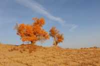 2025南疆庫車_喀什十天胡楊遊