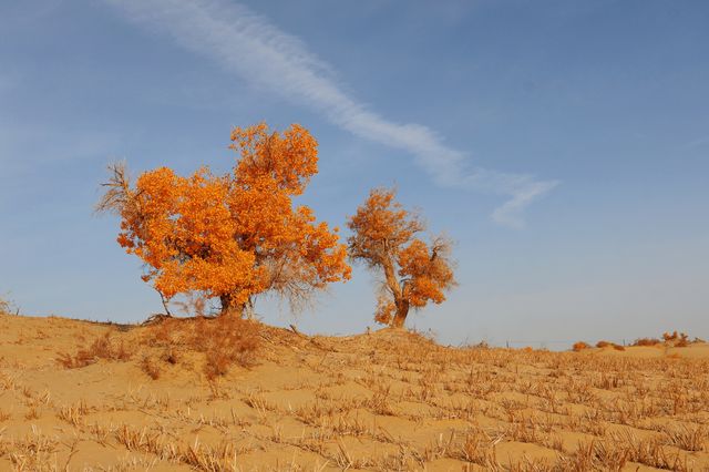 2025南疆庫車_喀什十天胡楊遊 2025南疆庫車_喀什十天胡楊遊