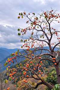 天下第一水，楠溪江歡迎你打卡