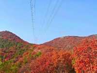 北京的香山紅葉紅了
