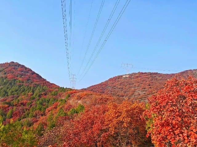 北京的香山紅葉紅了