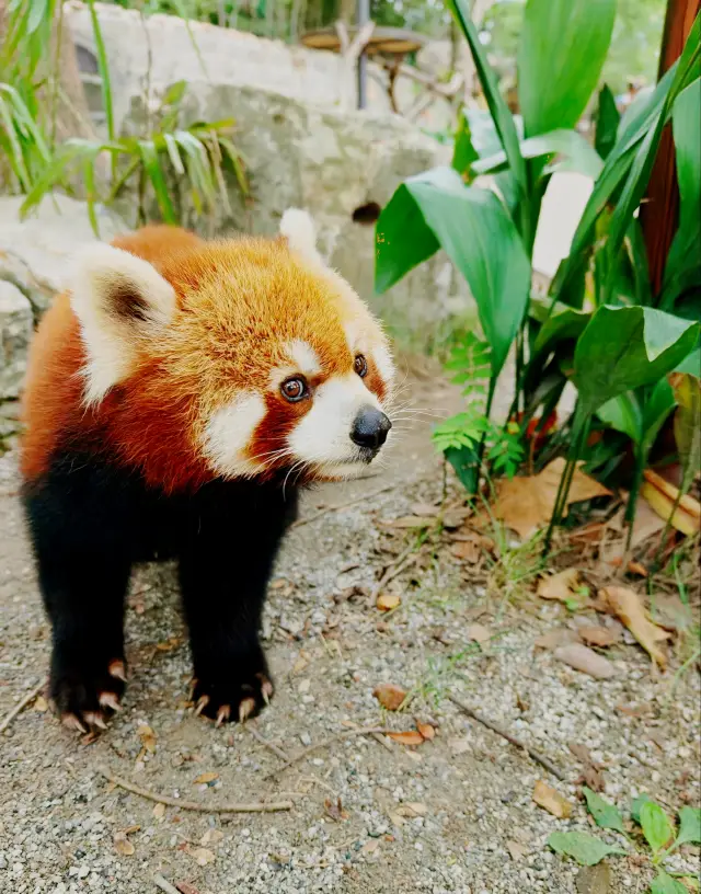 Where to go in Shanghai on the weekend～Wildlife Park