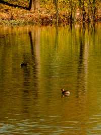 滬上「小喀納斯」| 這片紅杉森林驚艷到我最近被三林濱江森林公園