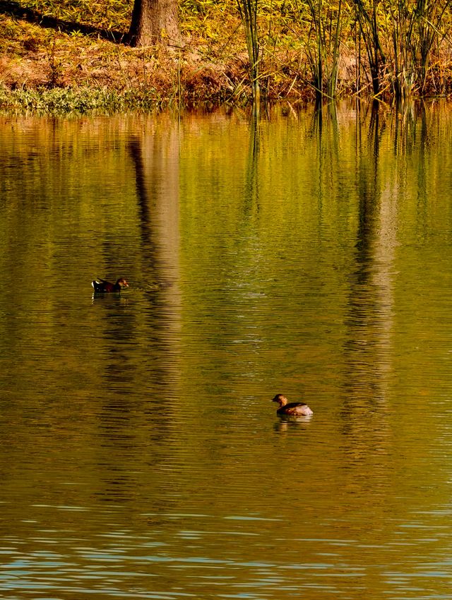 滬上「小喀納斯」| 這片紅杉森林驚艷到我最近被三林濱江森林公園
