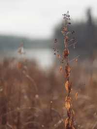 未霜先寒青雲畔，暖居藏韻禦冬涼