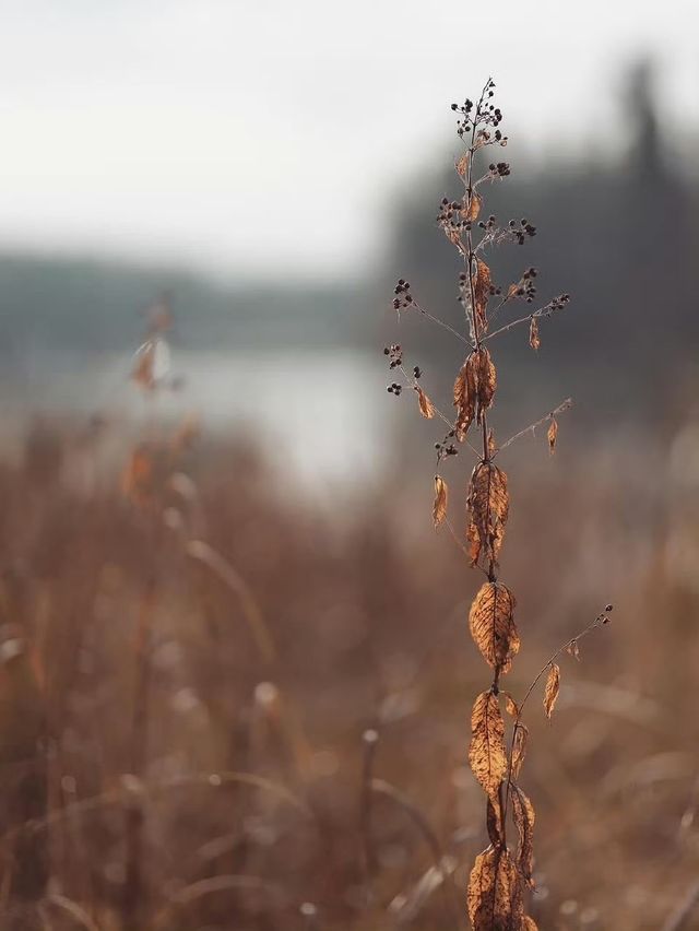 未霜先寒青雲畔，暖居藏韻禦冬涼