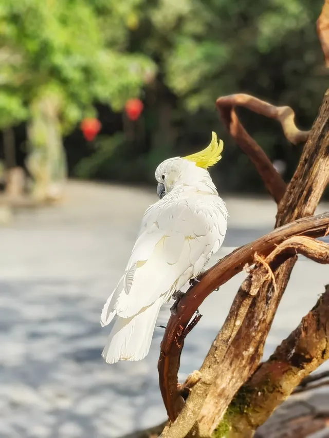 雲南普洱太陽河森林公園 雲南普洱太陽河森林公園