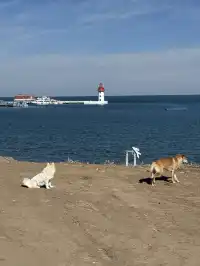 冬季青海湖美哭了..