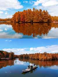 常熟尚湖秋日攻略水上森林+大雁伴飛+萌寵互動超治癒