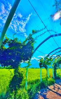 大理才是「懶人天堂」：不用趕行程，發呆、看雲、吃烤乳扇