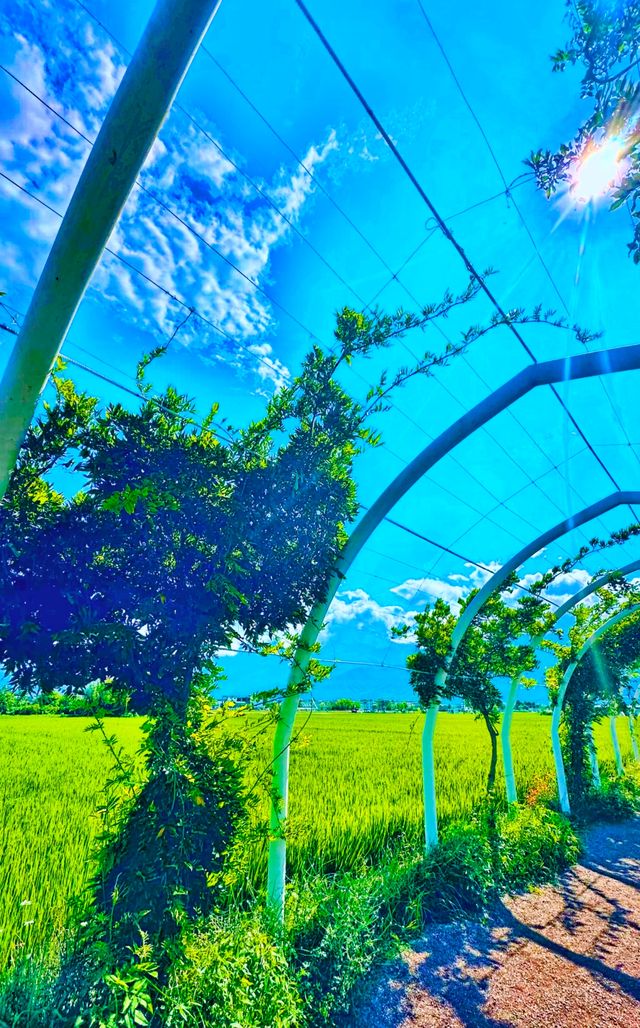 大理才是「懶人天堂」：不用趕行程，發呆、看雲、吃烤乳扇