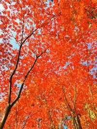 上海黃浦南園遊玩全攻略來了!!!