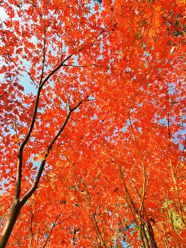上海黃浦南園遊玩全攻略來了!!! 上海黃浦南園遊玩全攻略來了!!!
