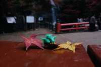 箕面公園|紅葉|箕面の滝