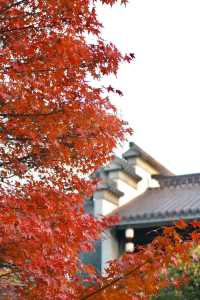 南京秋日限定老門東的楓葉紅牆美哭了!