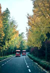 崇明島明珠湖｜秋日私藏的金色童話秘境！