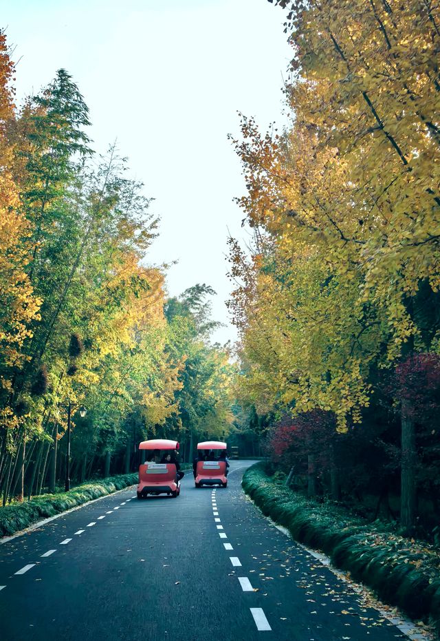 崇明島明珠湖｜秋日私藏的金色童話秘境！